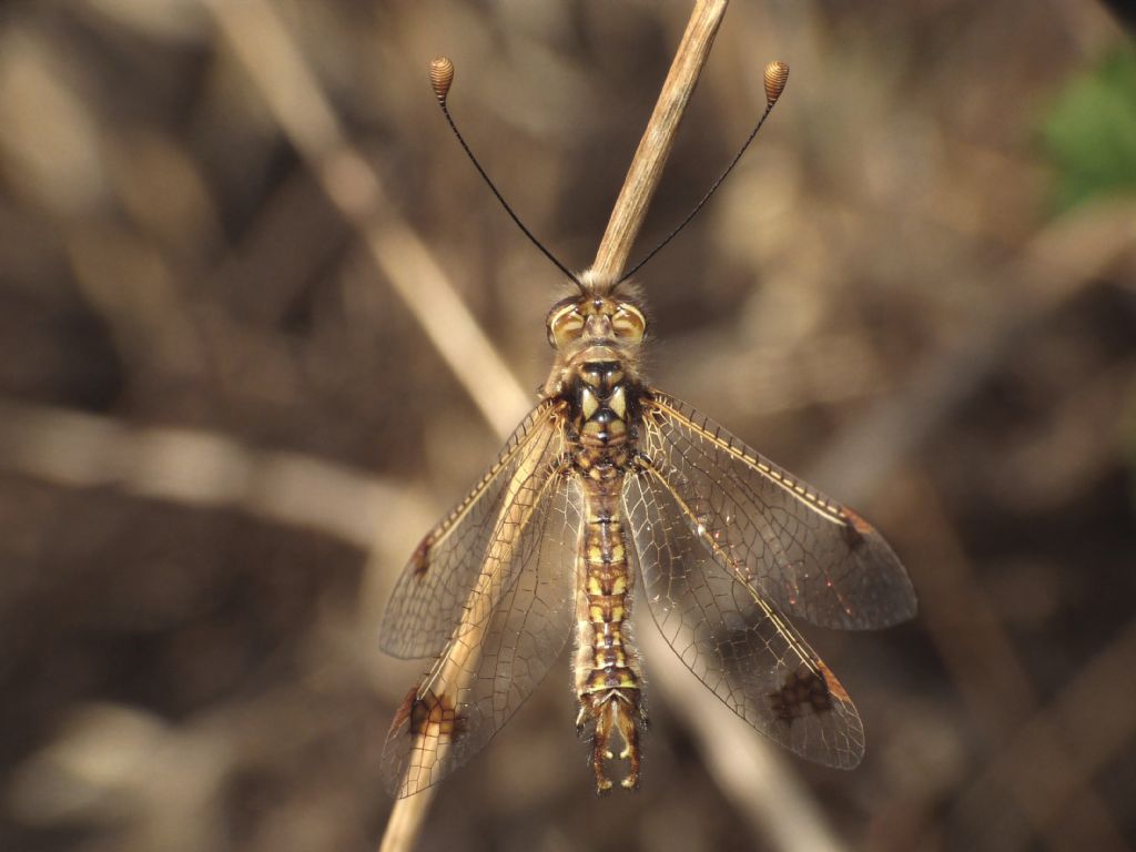 Ascalaphidae:  Deleproctophylla australis